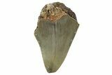 Bargain, Juvenile Megalodon Tooth - North Carolina #342212-1